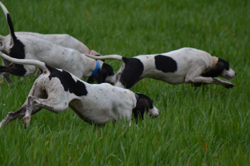 CH. Gascon de l equipage val de boeme de l'Equipage val de Boeme