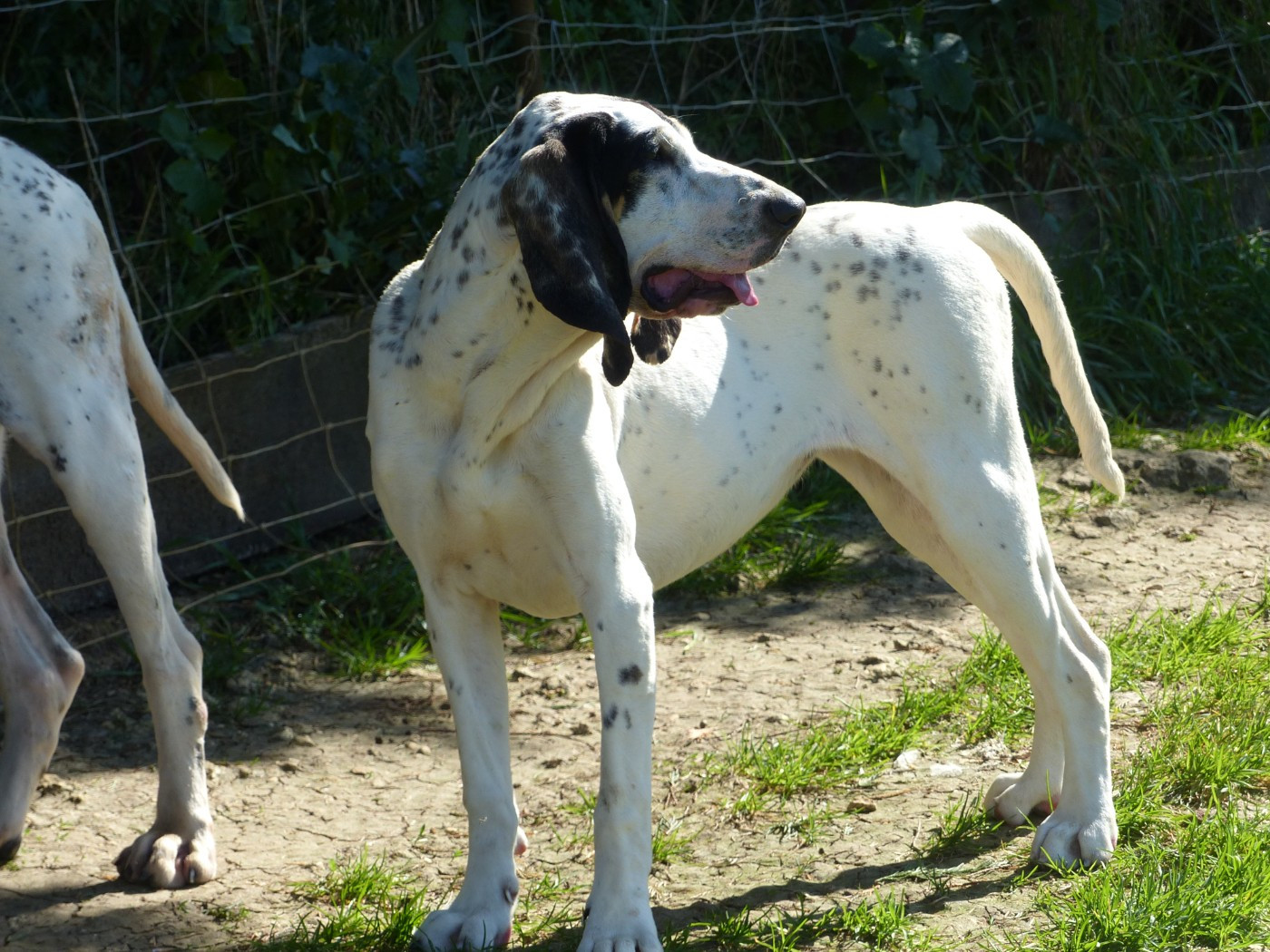 chienne petit gascon